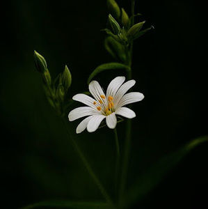 Meet your Posher, Just.the.common.